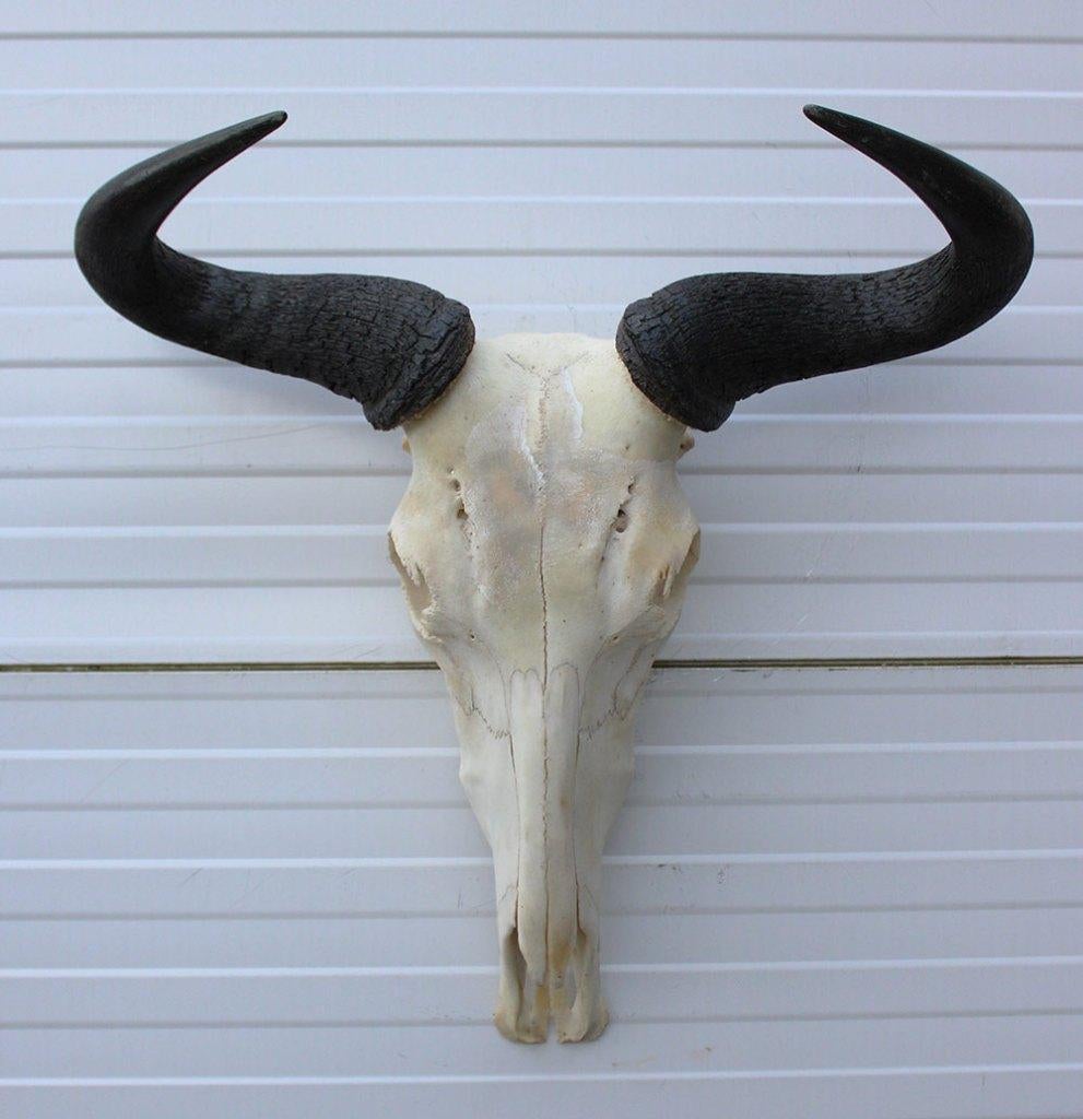 Schedel GESTREEPTE GNU / WILDEBEEST (ref.  A), Verzamelen, Dierenverzamelingen, Gebruikt, Schedel, Wild dier, Ophalen of Verzenden