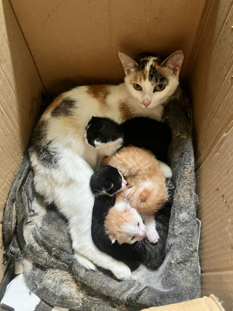 Boerderij kittens (superlief)