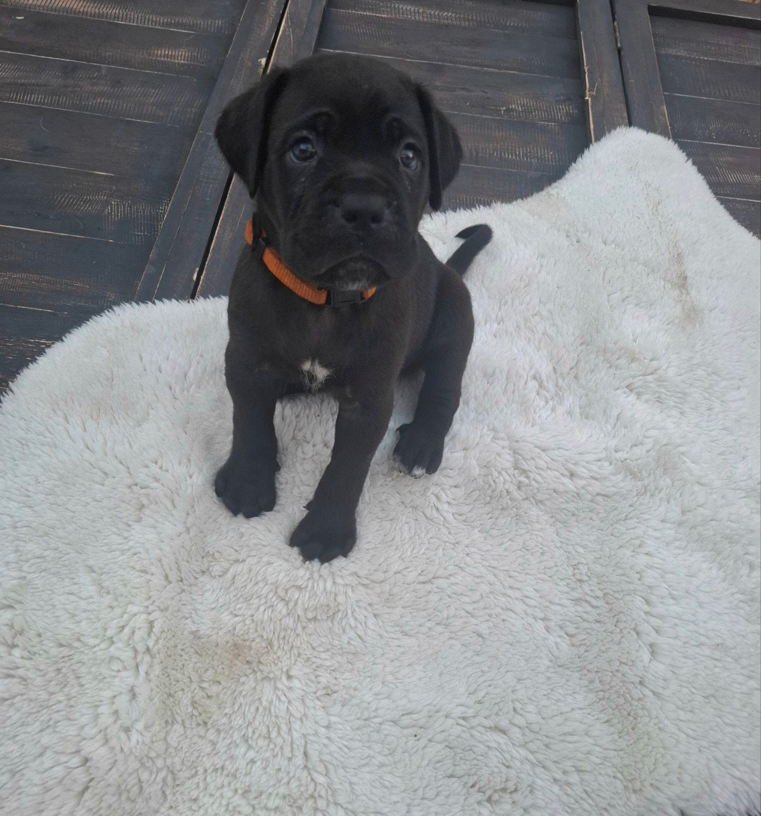 Twee teefjes Cane Corso te koop, 8 tot 15 weken, Teef, Meerdere, Nederland