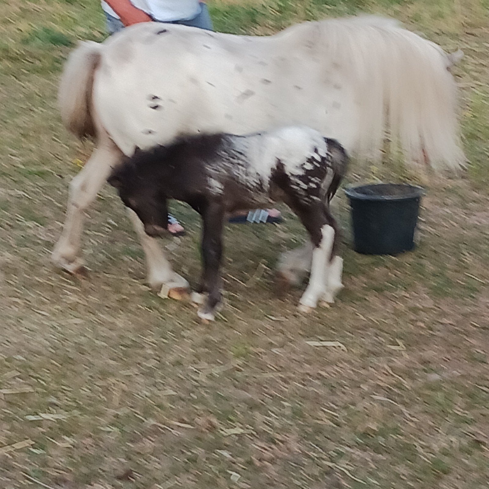 Appaloosa merrie met hengstveulen, Dieren en Toebehoren, Niet van toepassing, A pony (tot 1.17m), Meerdere dieren, Gechipt