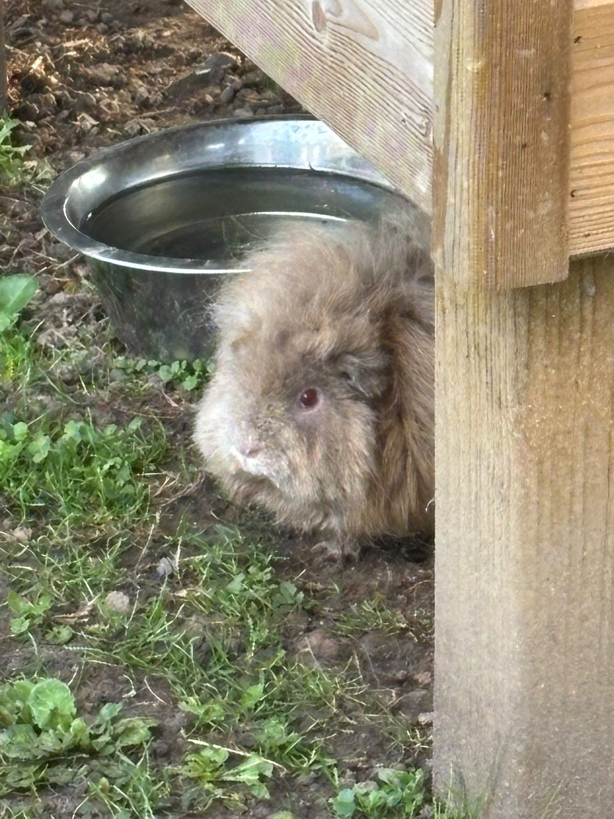 3 lieve cavia’s (gratis ophalen), Dieren en Toebehoren, Cavia, Januari, Meerdere dieren, Tam