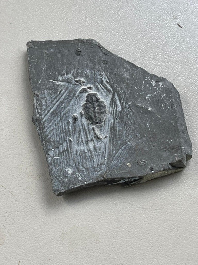Bodemvondst fossiel op schaliesteen, Ophalen of Verzenden, Fossiel