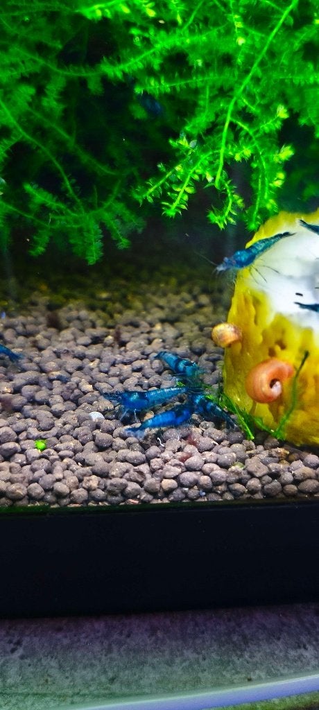 blauwe garnalen (niet effen van kleur), Dieren en Toebehoren, Vissen | Aquariumvissen, Kreeft, Krab of Garnaal, Zoetwatervis, Schoolvis