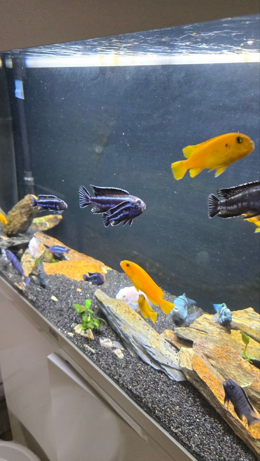 18 Malawi cichliden – Labidochromis & Pseudotropheus, Dieren en Toebehoren, Vissen | Aquariumvissen, Vis, Zoetwatervis