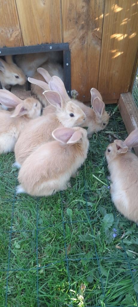 Tekoop jonge konijnen Vlaamse reuzen, Dieren en Toebehoren, Meerdere dieren, Groot