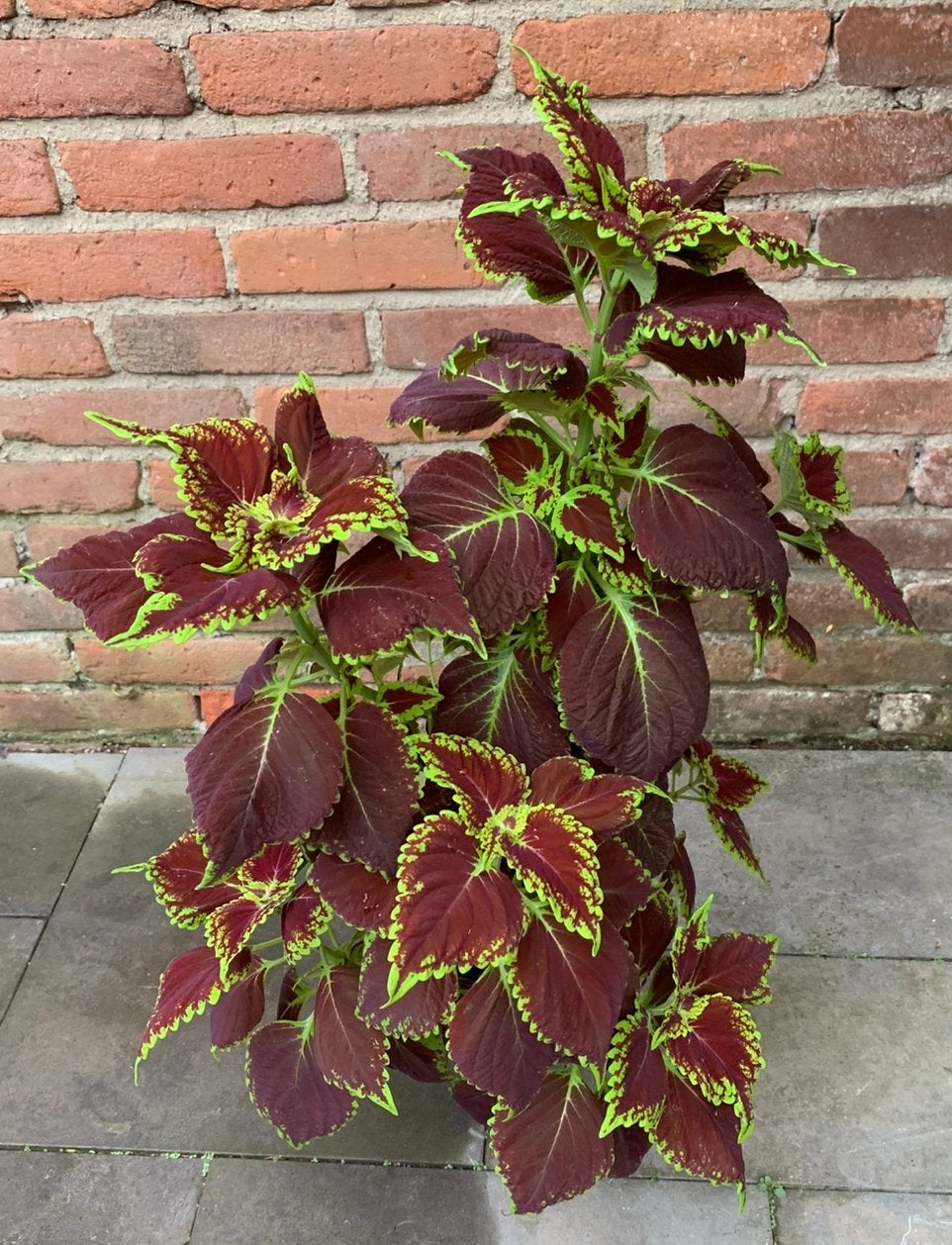 Coleus plant, Huis en Inrichting, Kamerplanten, Ophalen of Verzenden, Halfschaduw, Minder dan 100 cm