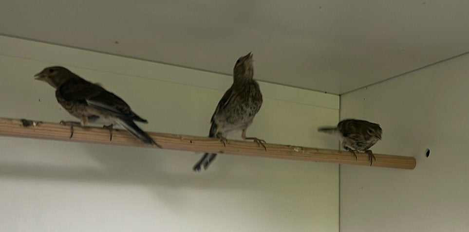 Kneu, Wildzangvogel, Geringd
