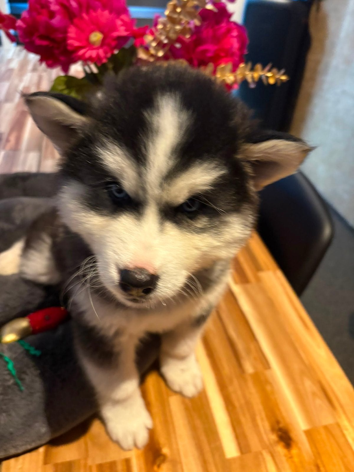 Siberische husky pups boris en blue, Parvo, 8 tot 15 weken, Meerdere, Nederland