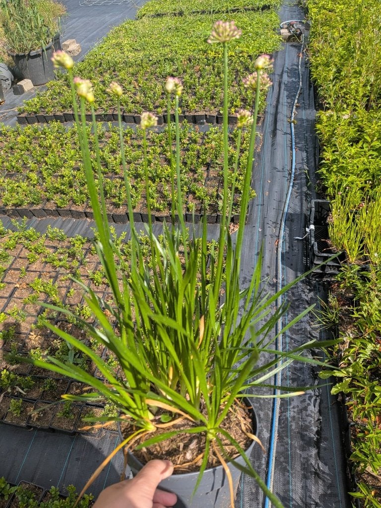 Allium 'Millenium' (Sierui) – 2 liter pot, Volle zon, Vaste plant, Zomer, Ophalen