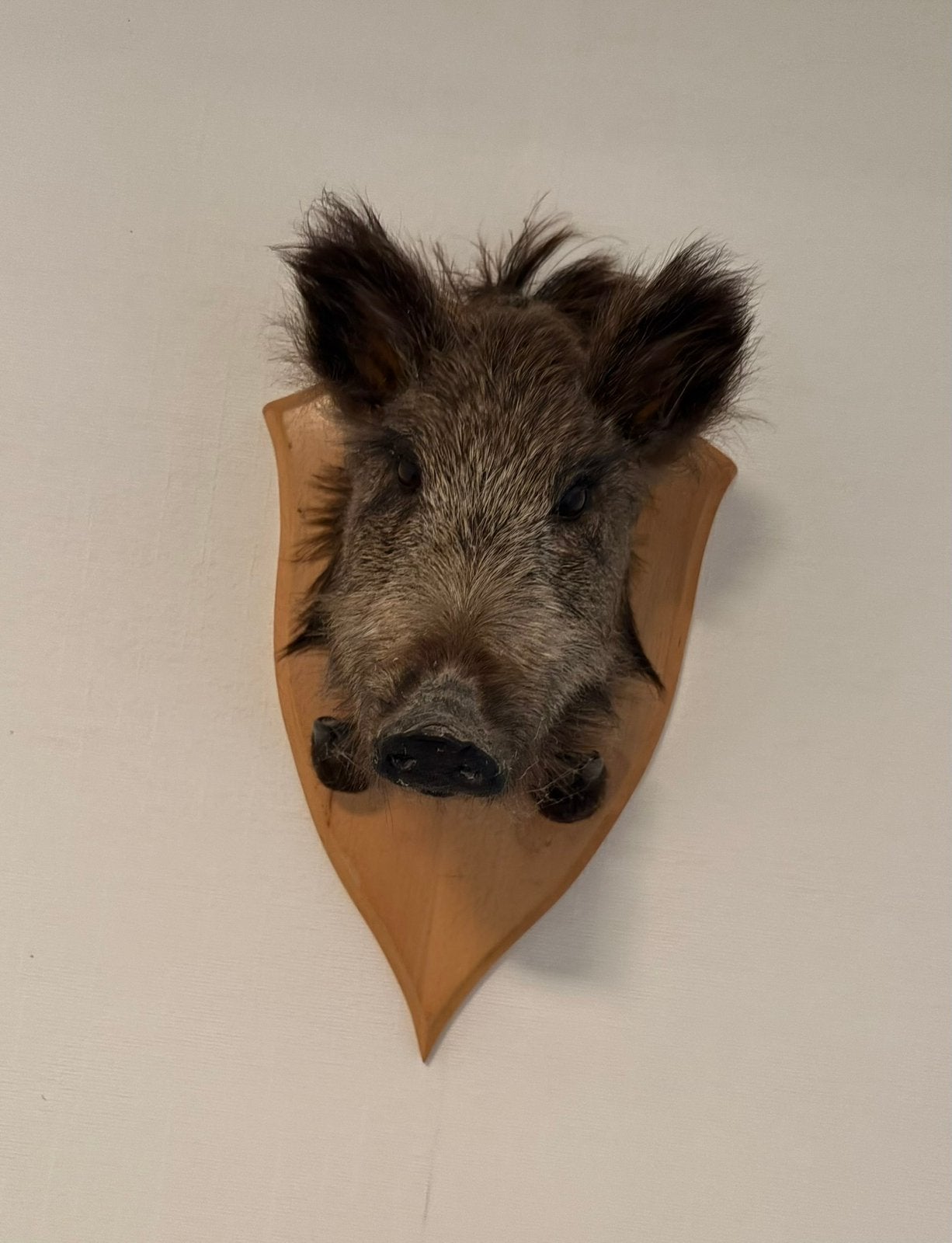 taxidermie - Kop wild zwijn, Ophalen, Zo goed als nieuw