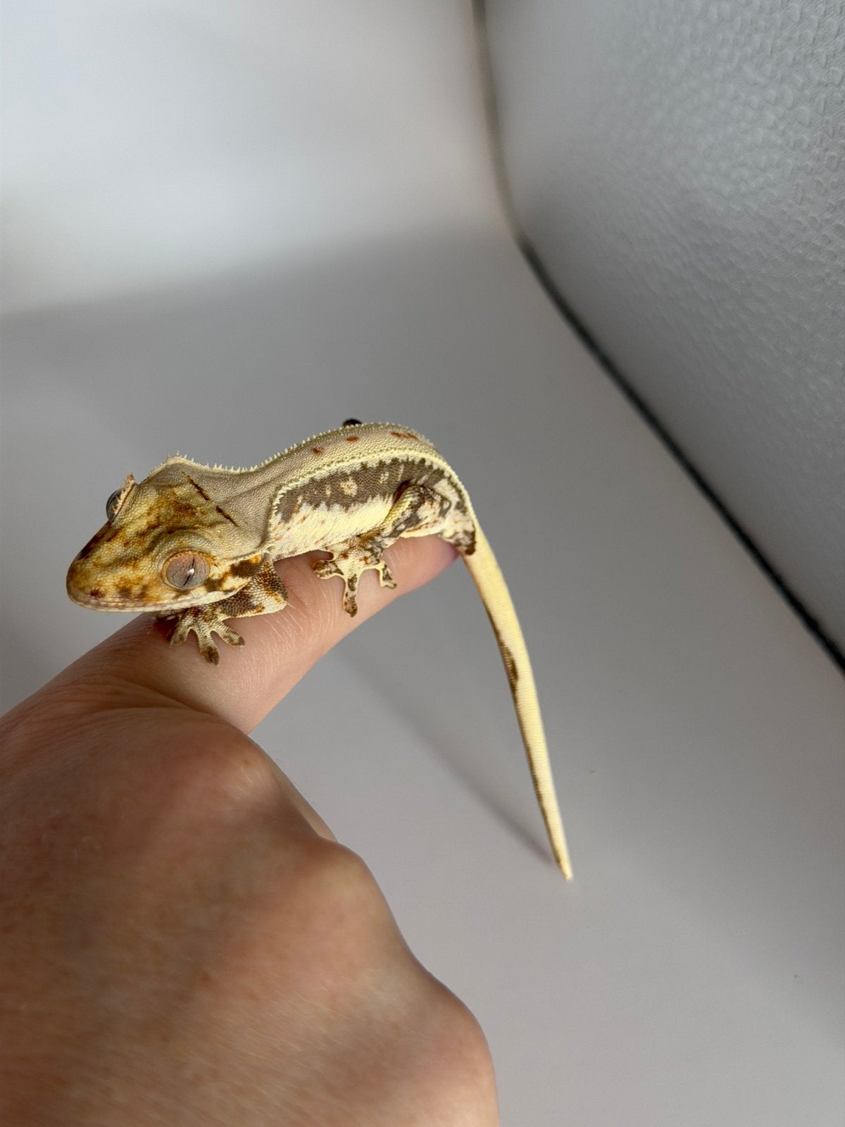 Correlophus ciliatus - Crested Gecko - Wimpergekko, 0 tot 2 jaar
