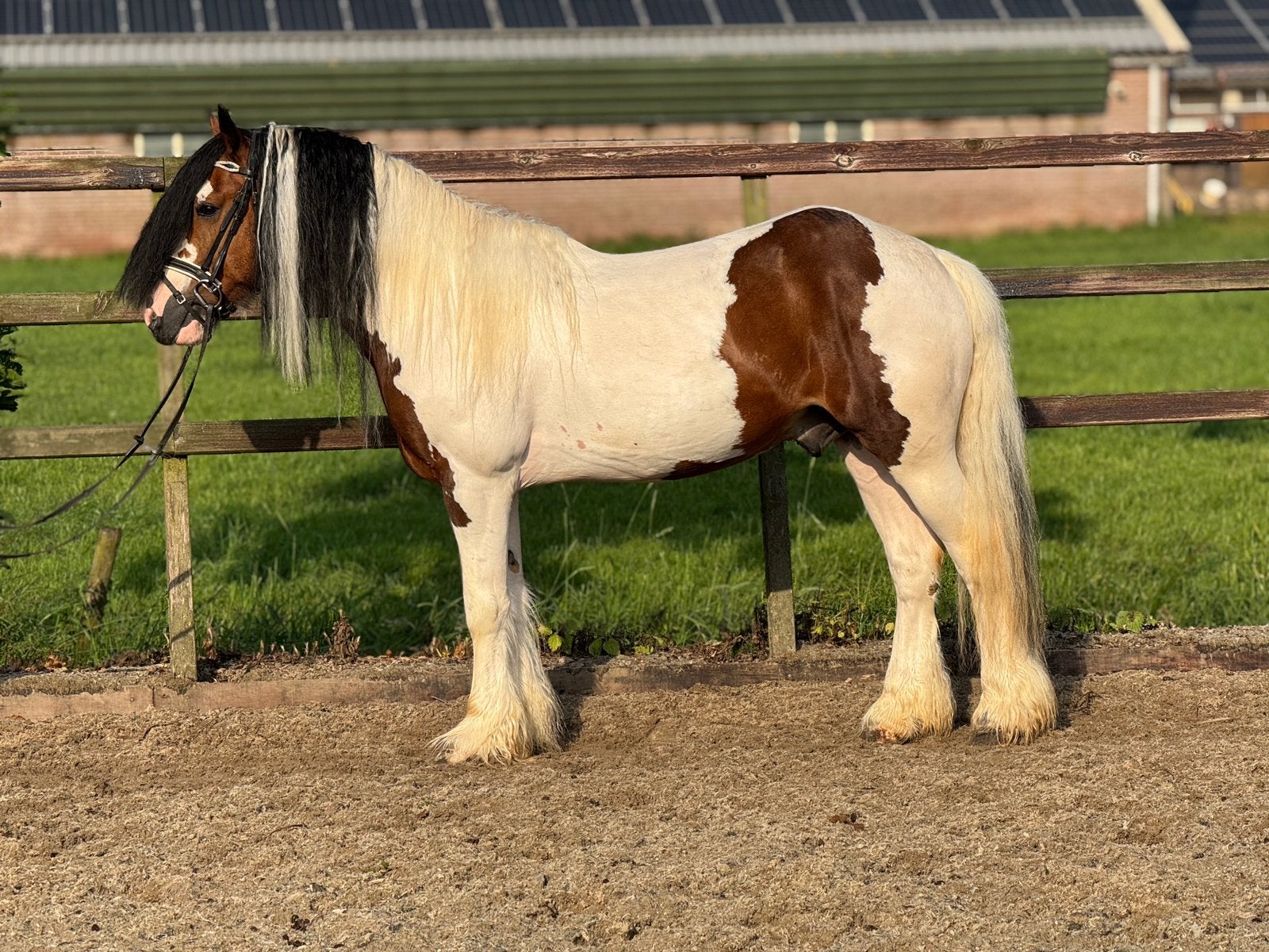 Knappe en super fijn te rijden tinker ruin, Dieren en Toebehoren, Pony's, Met stamboom, B, Ruin, 3 tot 6 jaar