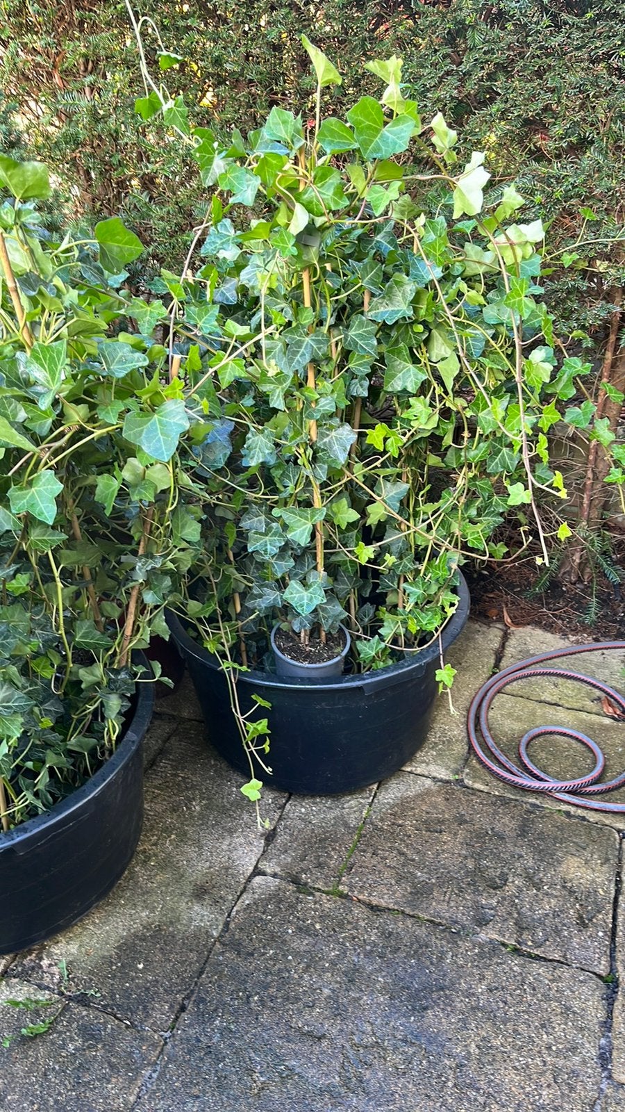 Hedera klimop, Tuin en Terras, Ophalen of Verzenden, Bloeit niet, Klimplanten, Halfschaduw
