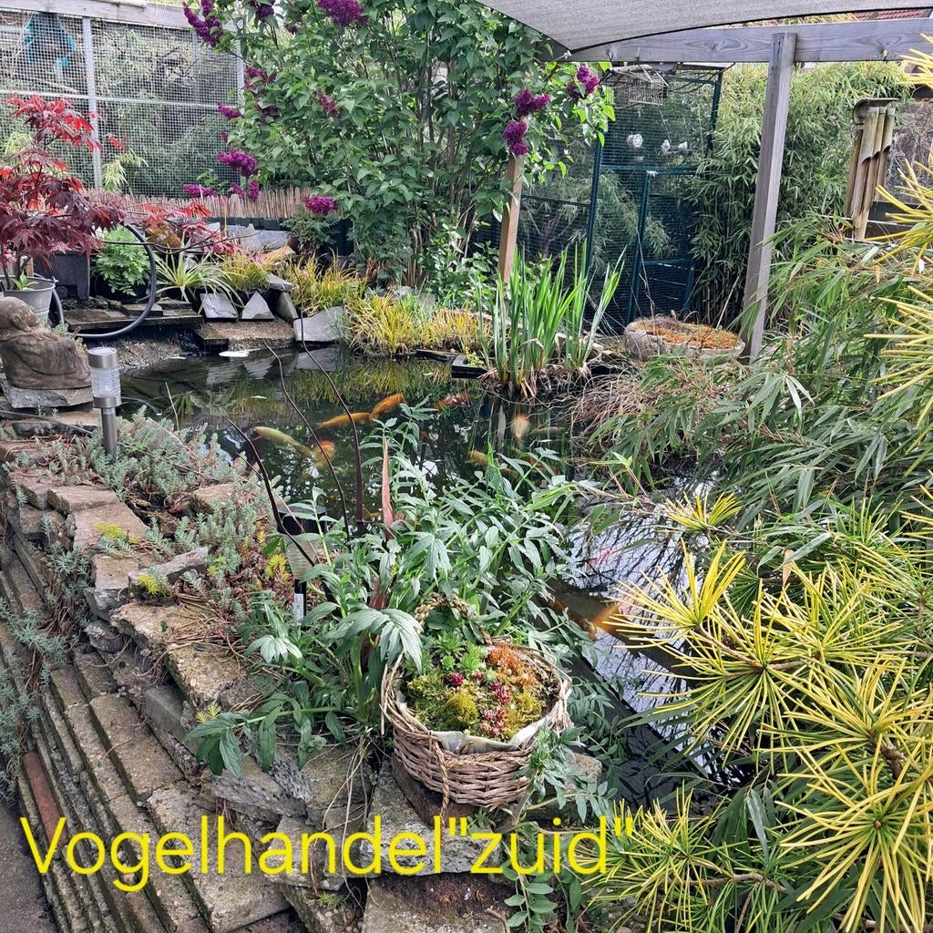 Ver en inkoop div vogels 🐦🐦🐦🐦🐦🐦🐦🐦🐦, Meerdere dieren, Tropenvogel, Geringd