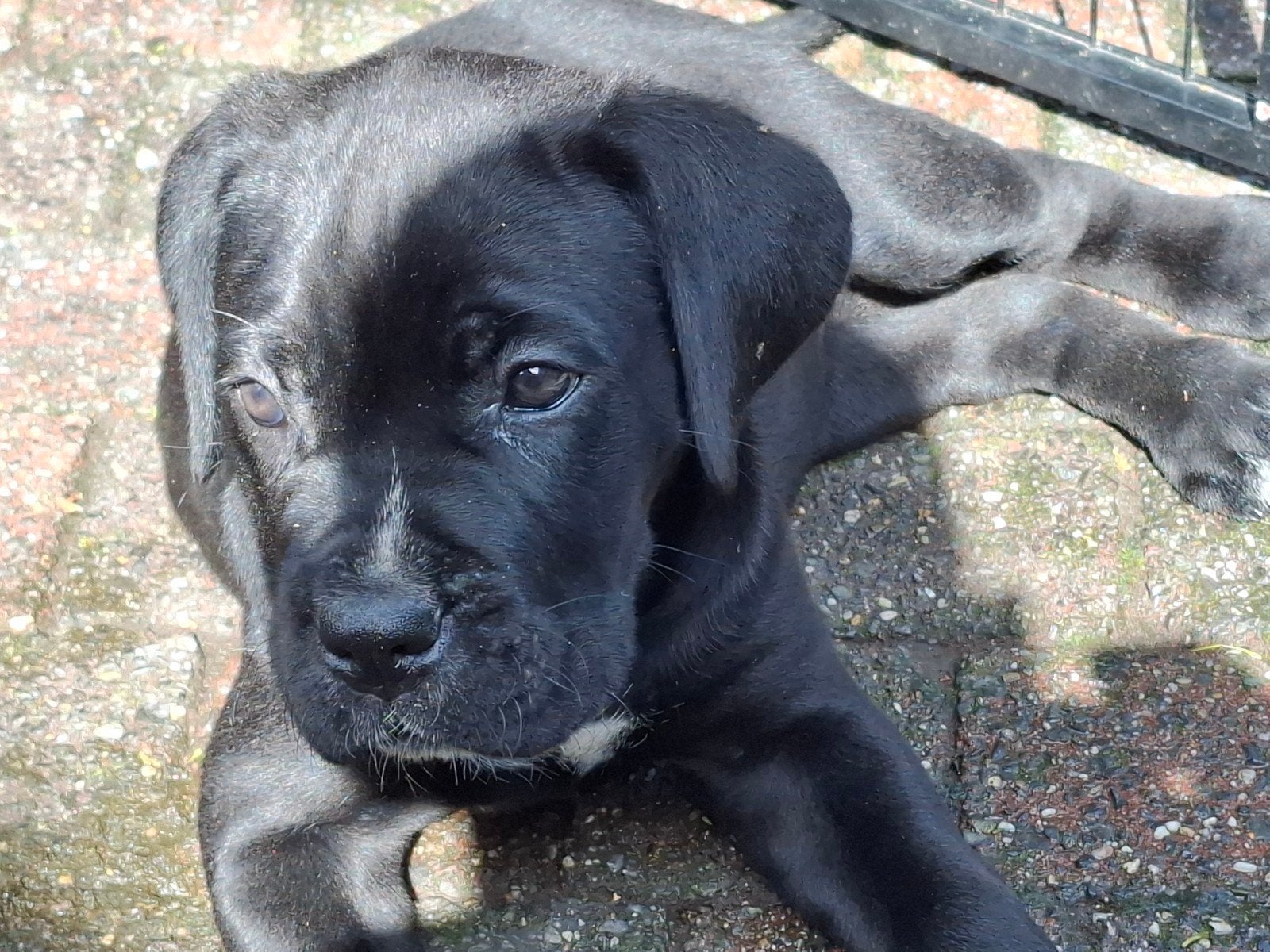 Cane corso (Zwart), Overige rassen, 8 tot 15 weken, Teef, Parvo