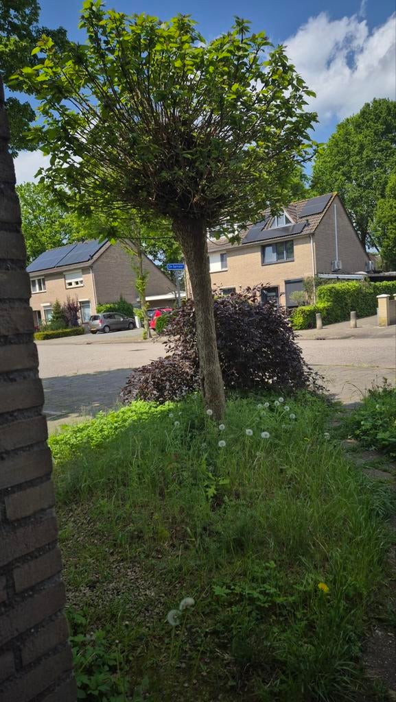 Gratis Catalpa met weelderig groen blad, Ophalen, Gebruikt