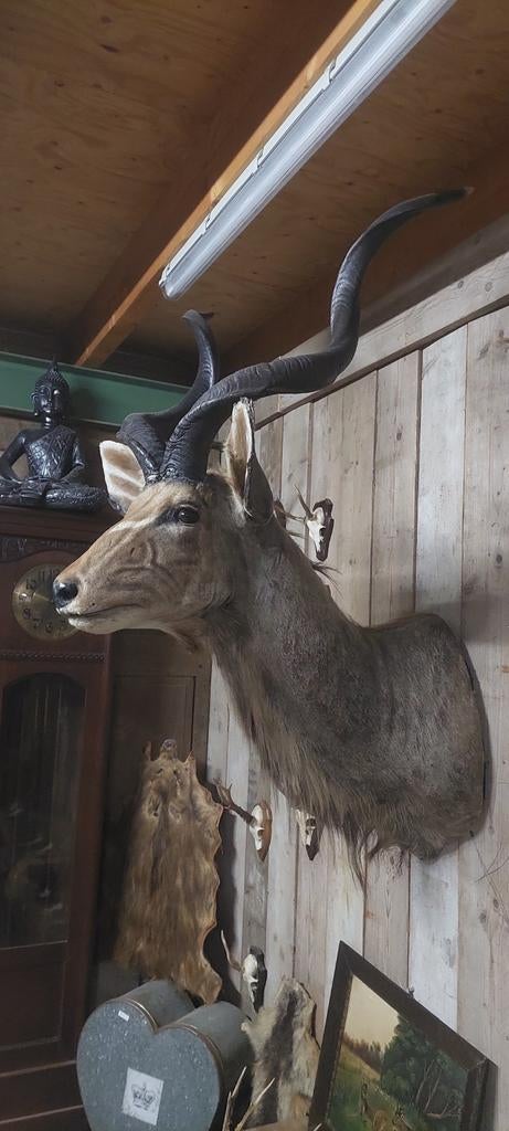 Opgezette dieren, Ophalen of Verzenden, Opgezet dier