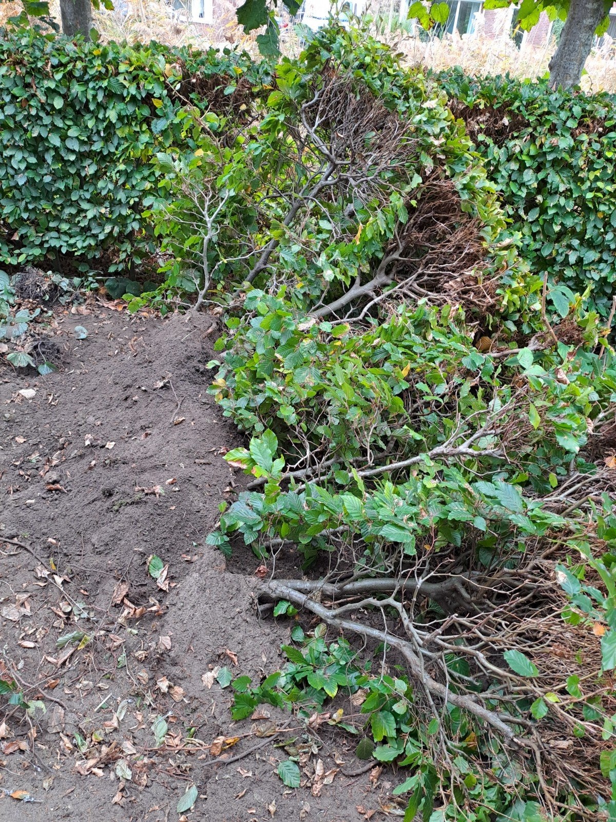 beukhaag gratis af te halen, Ophalen, Haagbeuk, Haag, 100 tot 250 cm