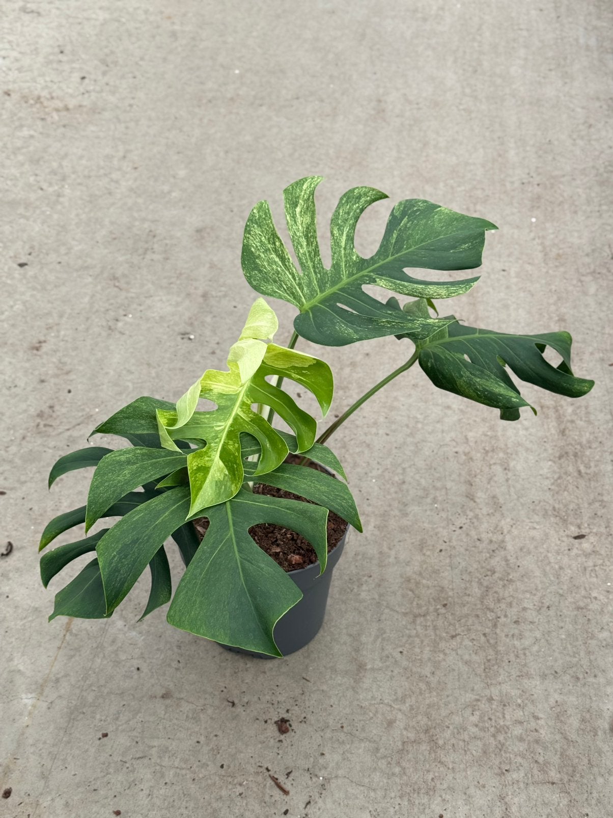 Monstera Jungle Mint, Huis en Inrichting, Kamerplanten, Ophalen of Verzenden, Halfschaduw, Minder dan 100 cm