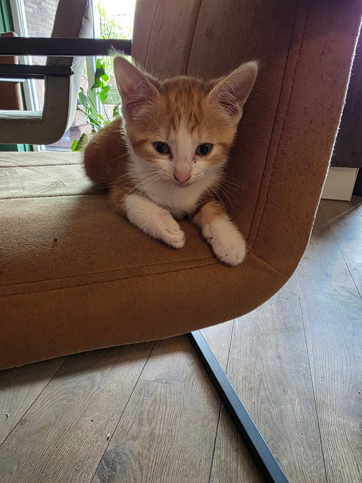 rood met witte europese korthaar kitten, Poes, 0 tot 2 jaar