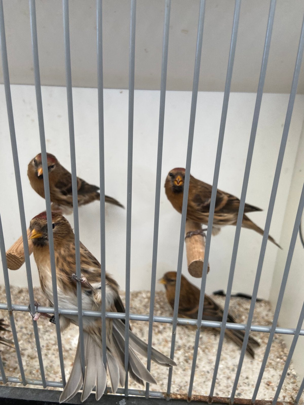 Kleine barmsijs wildkleur, Dieren en Toebehoren, Wildzangvogel, Geringd