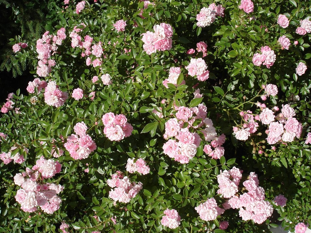 Rosa the Fairy op aanvraag, Ophalen of Verzenden, Overige soorten, 100 tot 250 cm