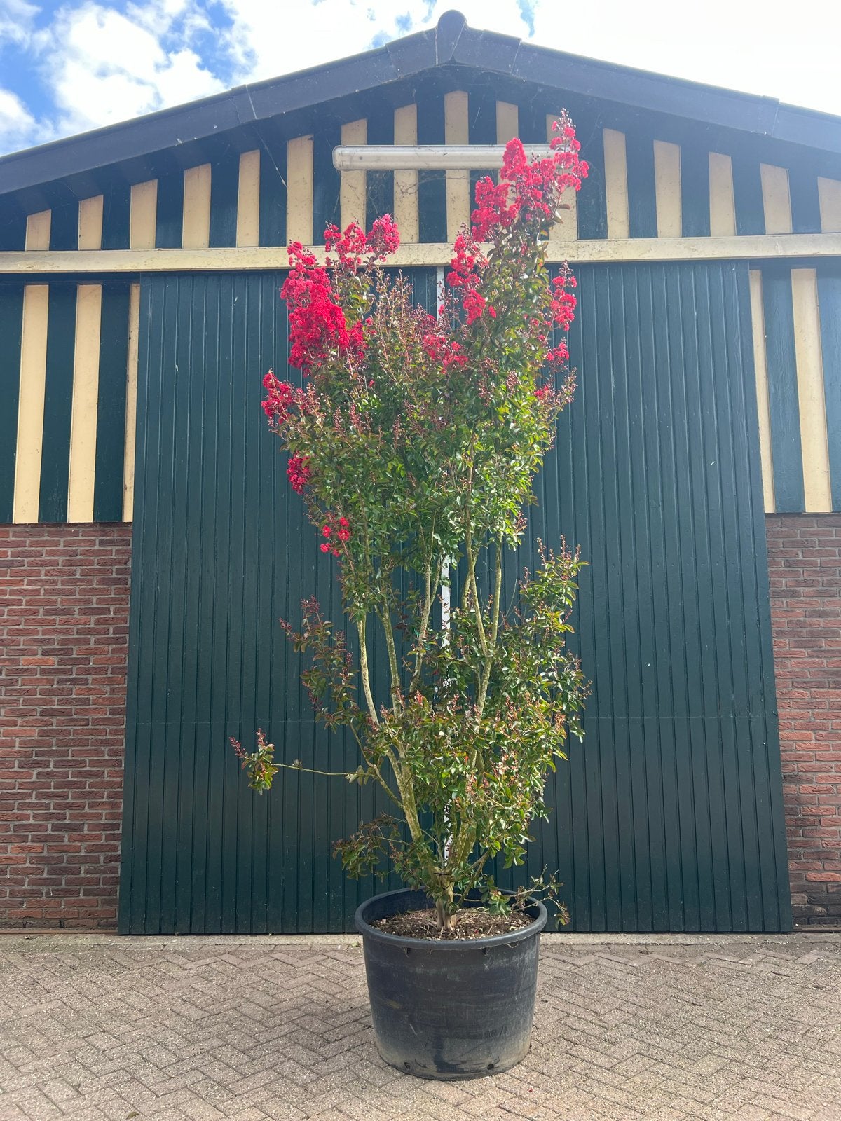 Lagerstroemia Dinamite - 300 cm hoog, 230L pot, Tuin en Terras, Overige soorten, 250 tot 400 cm, Zomer, Ophalen