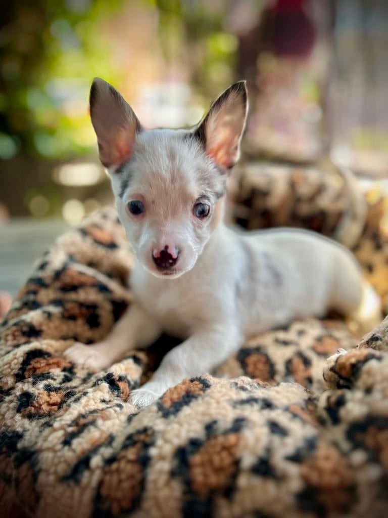 Pomchi pup teefje chihuahua x pomeriaan puppy 💕🐾, Overige rassen, 8 tot 15 weken, Teef, Parvo