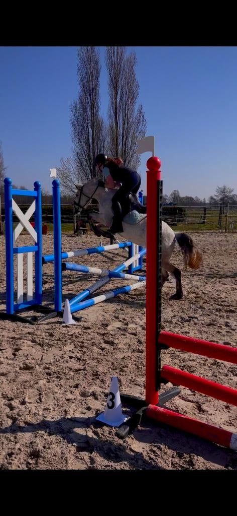 verzorgpony/ bijrijdpaard gezocht, Ophalen of Verzenden, Nieuw, Recreatie