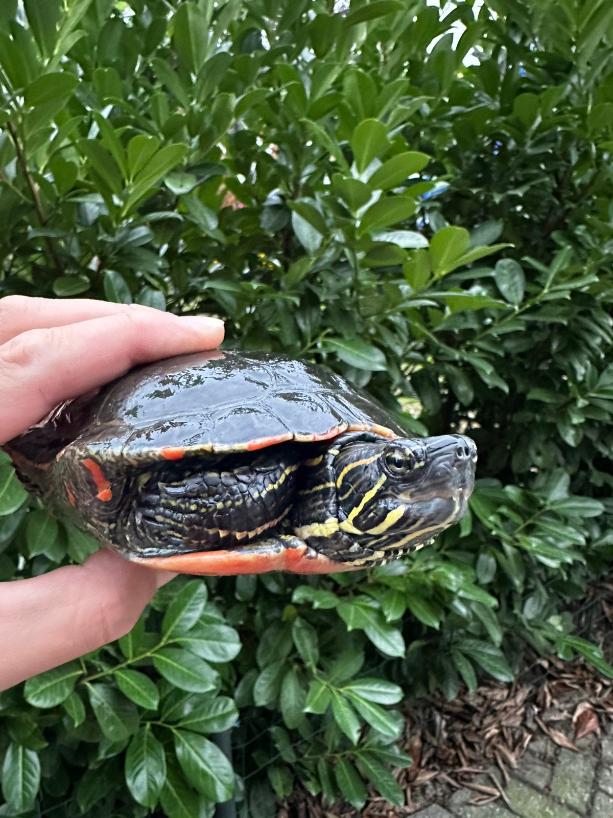 Chrysemys picta belli - Westelijke sierschildpad Turtle photo 5