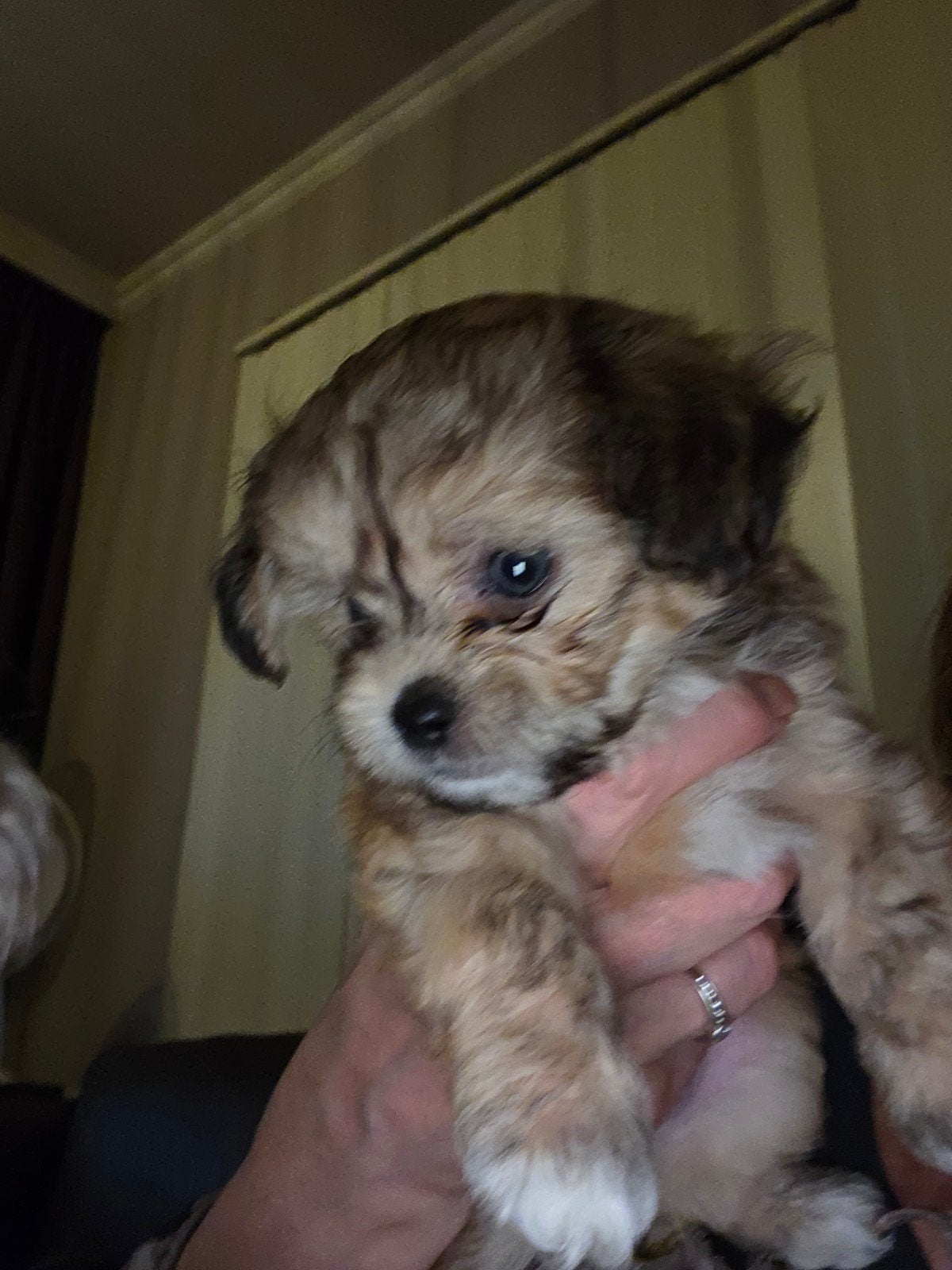 Mooie lief  boomertje. Gereserveerd, Dieren en Toebehoren, Honden | Niet-rashonden, Reu, 8 tot 15 weken, Meerdere, Nederland