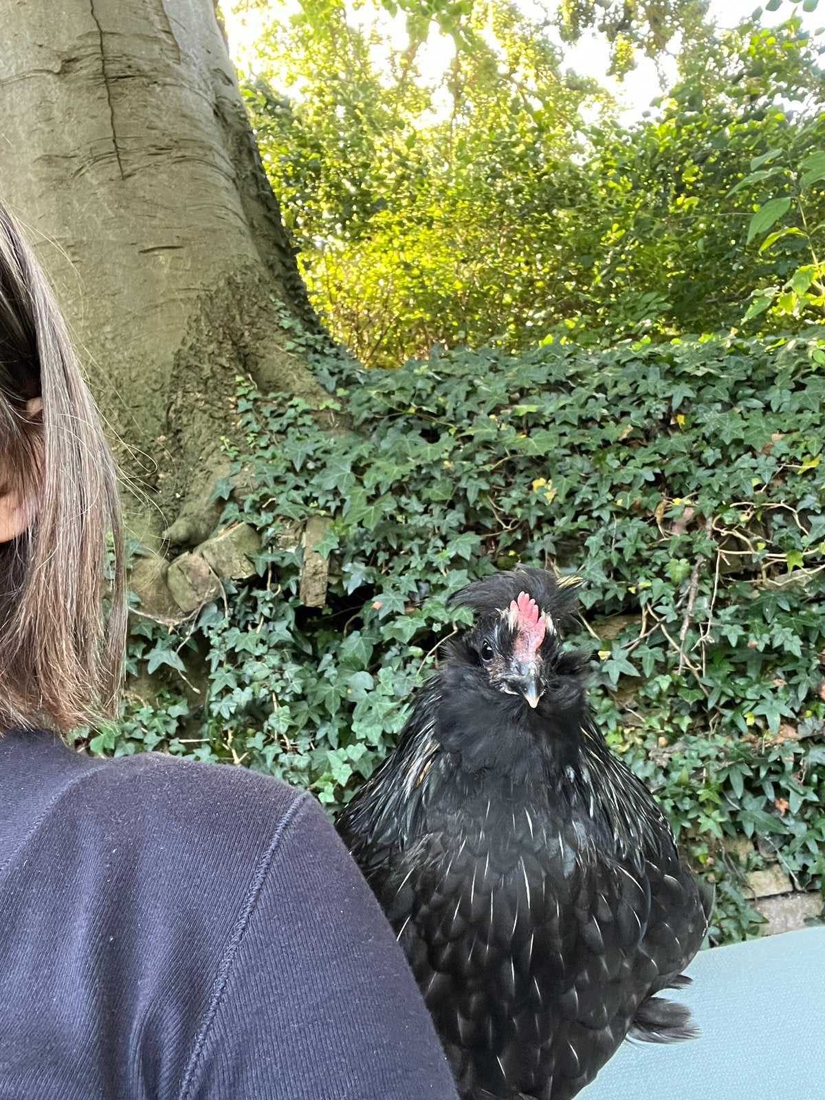 Super lieve en tamme haantjes. Australorp Baardkuifhoen, Mannelijk, Kip