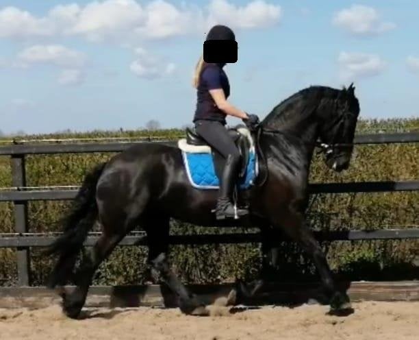 Prachtige, lieve, nuchtere Friese merrie, Merrie, Met stamboom, L, 11 jaar of ouder