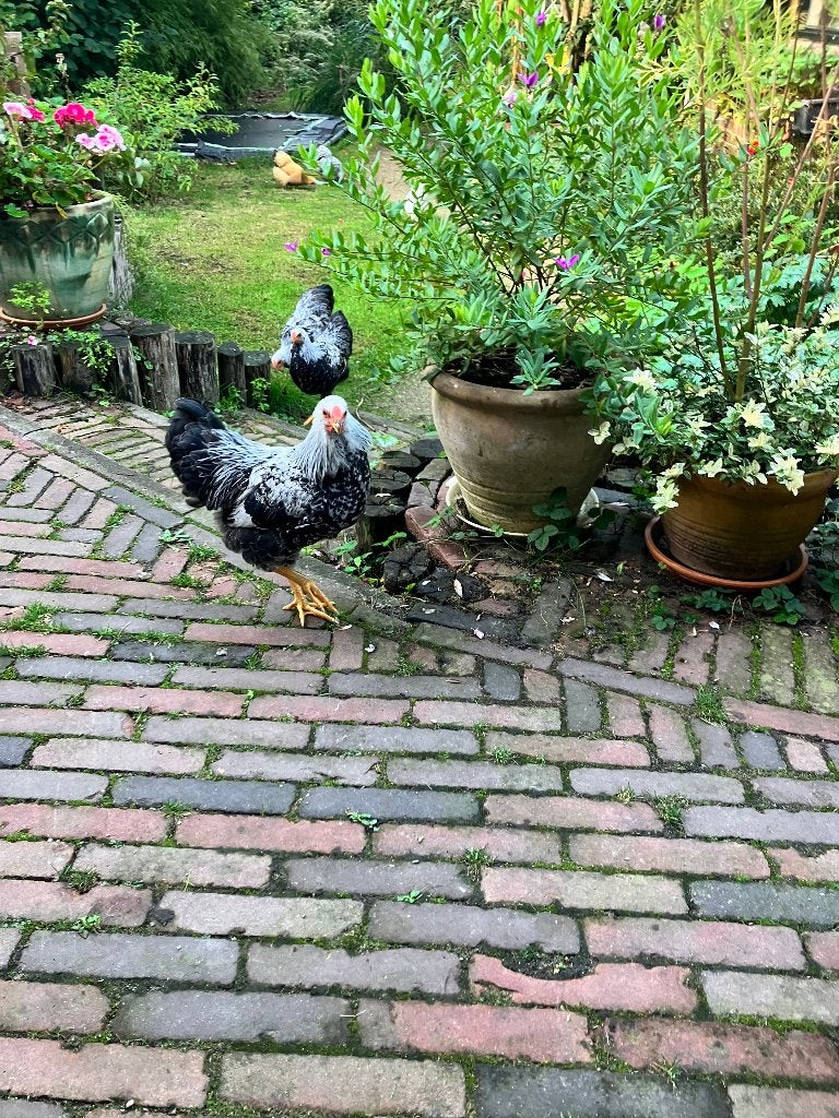 Drie tamme Wyandotte kriel haantjes — gratis af te halen, Dieren en Toebehoren, Mannelijk, Kip