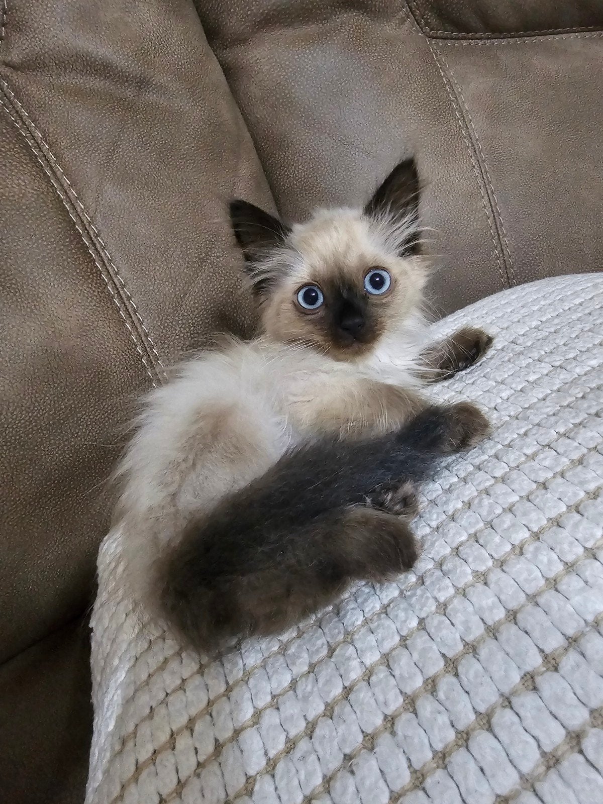 Ragdoll Seal point kittens, Meerdere dieren, Ontwormd, 0 tot 2 jaar
