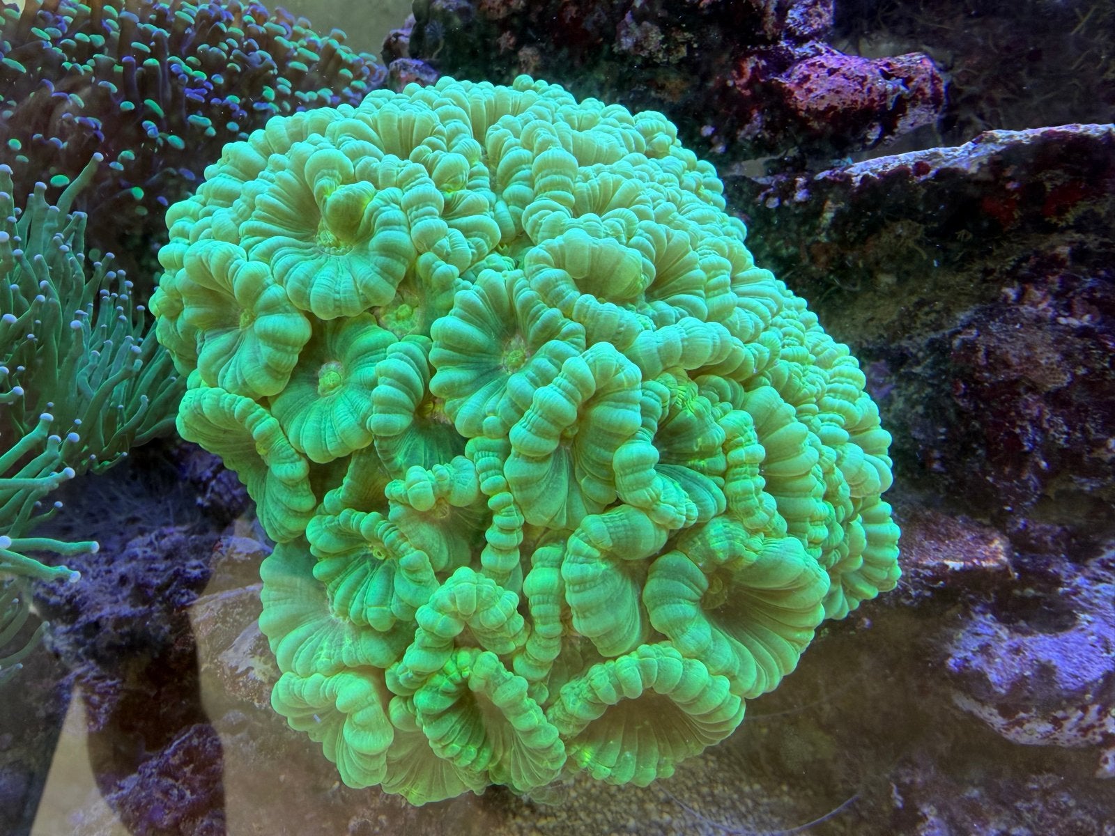 Koraal - Caulastrea green en ultragreen (stekken), Overige typen, Zoutwatervis