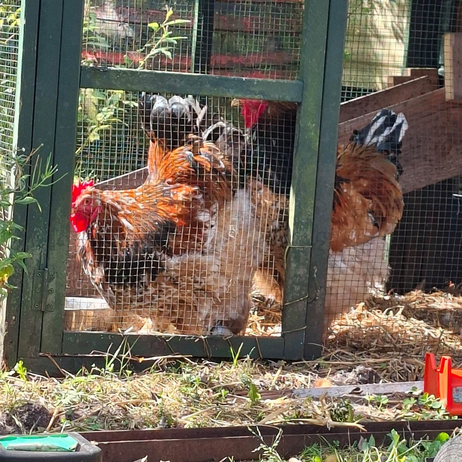 brahma hanen, Dieren en Toebehoren, Pluimvee, Mannelijk, Kip