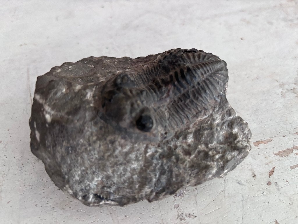 Oude trilobiet fossiel uit Marokko – ca. 8 cm, Ophalen of Verzenden, Fossiel