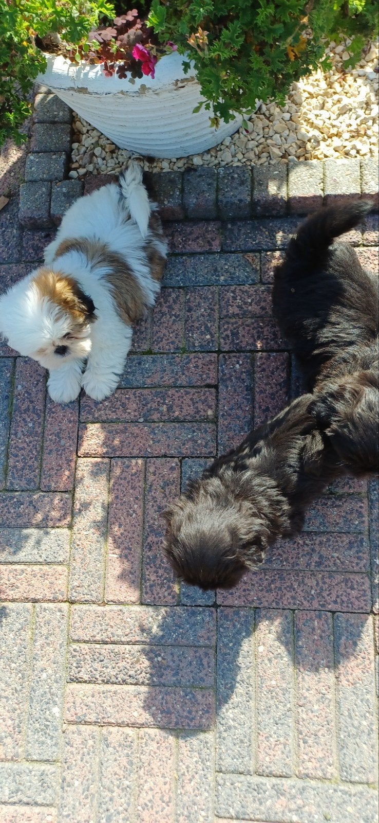 leuke lieve raszuiver shih- tzu pups, Dieren en Toebehoren, Overige rassen, Meerdere, Meerdere dieren, Nederland