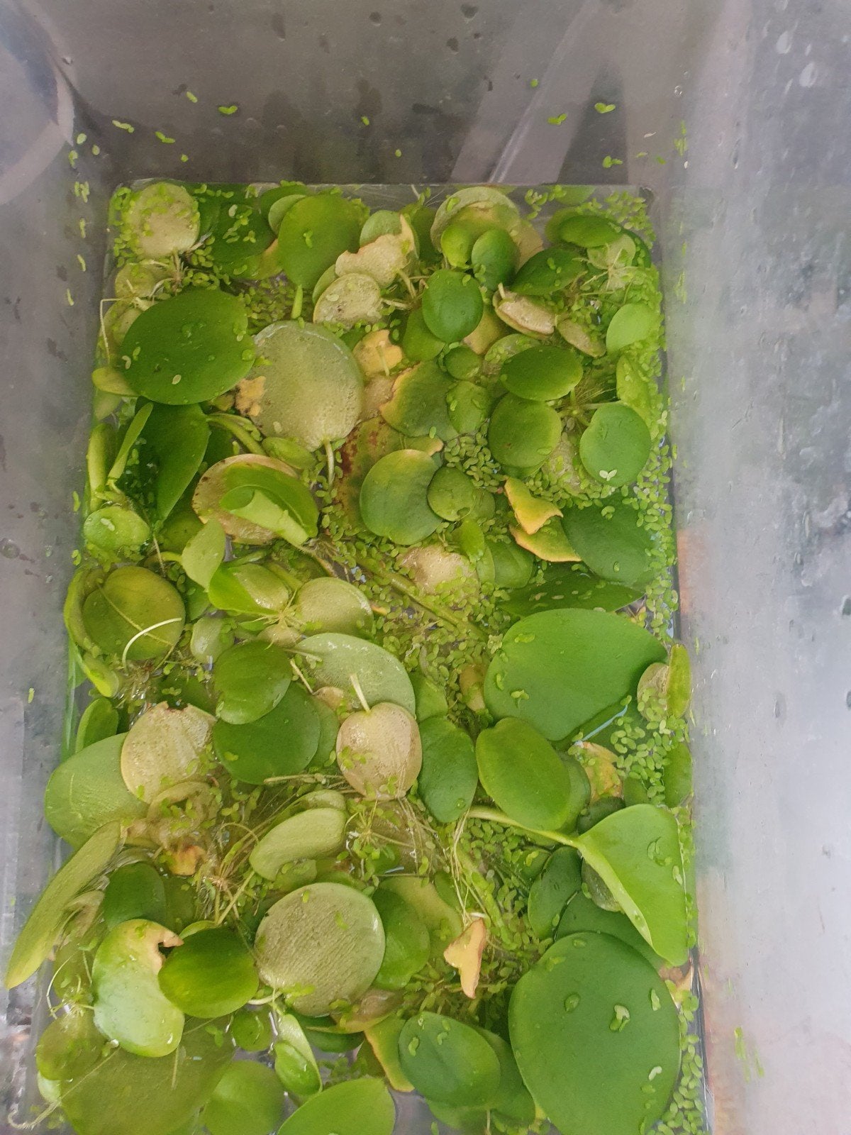 Gratis drijfplantjes