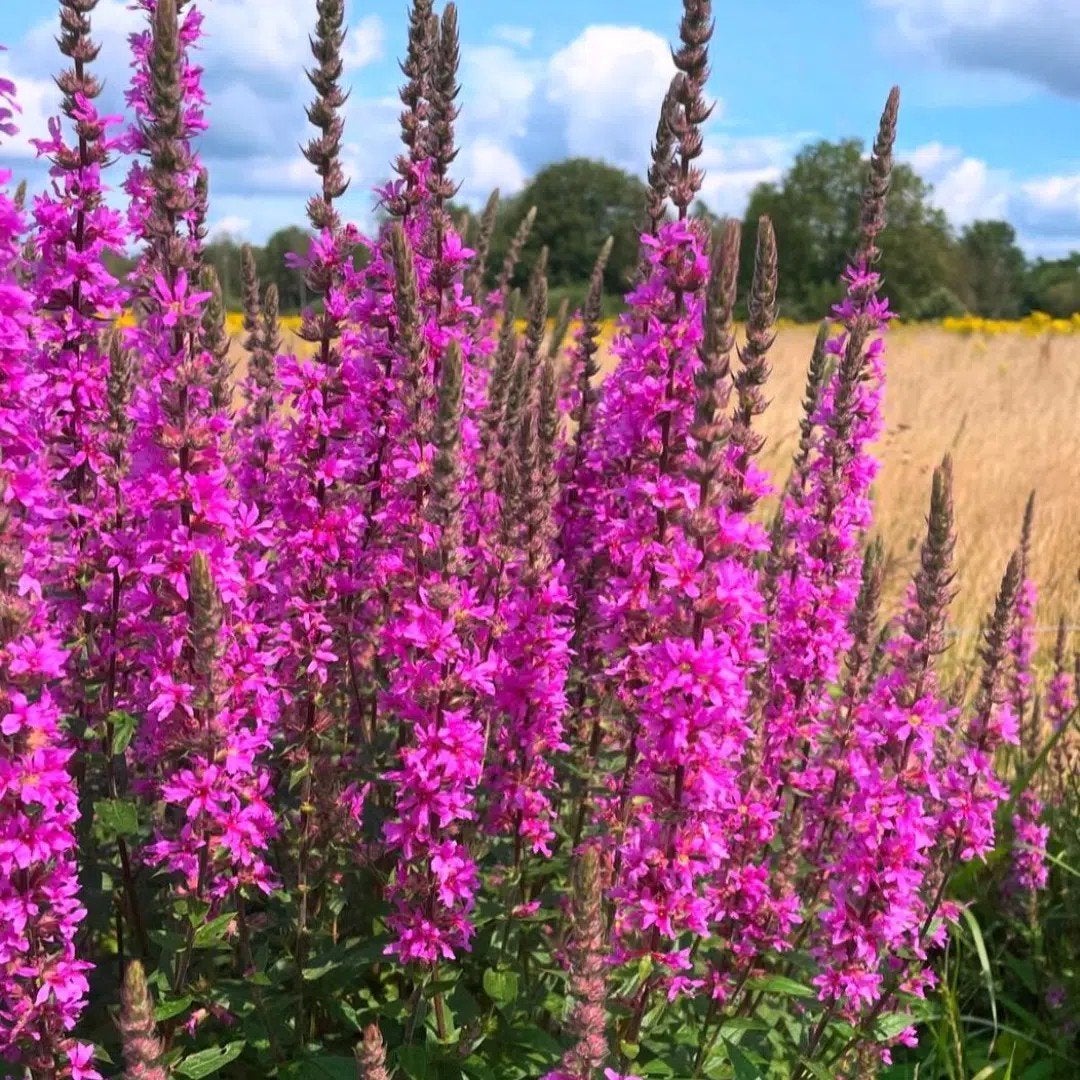 12x Lythrum salicaria, kattestaart, p9 pot, Ophalen, Zomer, Vaste plant, Overige soorten
