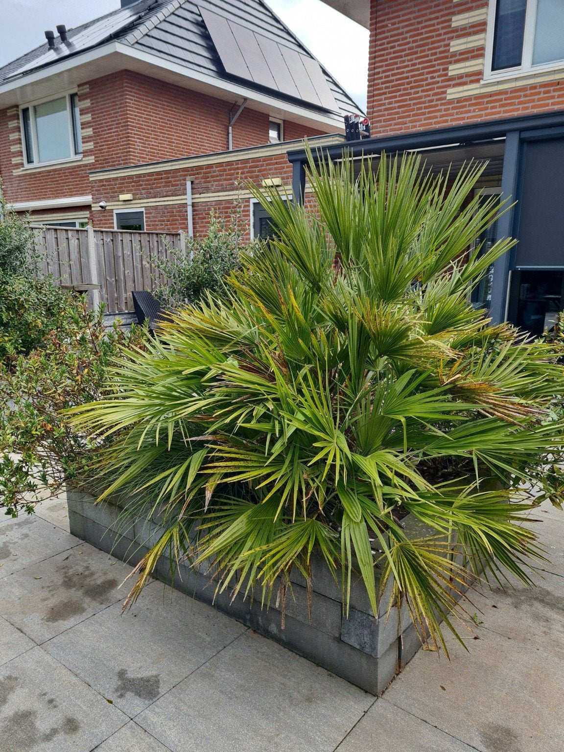 GRATIS jonge Dwergpalm/Palmscheut in Lelystad, Ophalen, Overige soorten, Volle zon