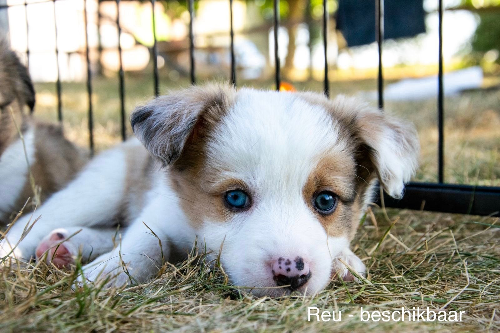 Puppy’s Border Collie x Australian Shepherd, Dieren en Toebehoren, Parvo, 8 tot 15 weken, Collie, Meerdere
