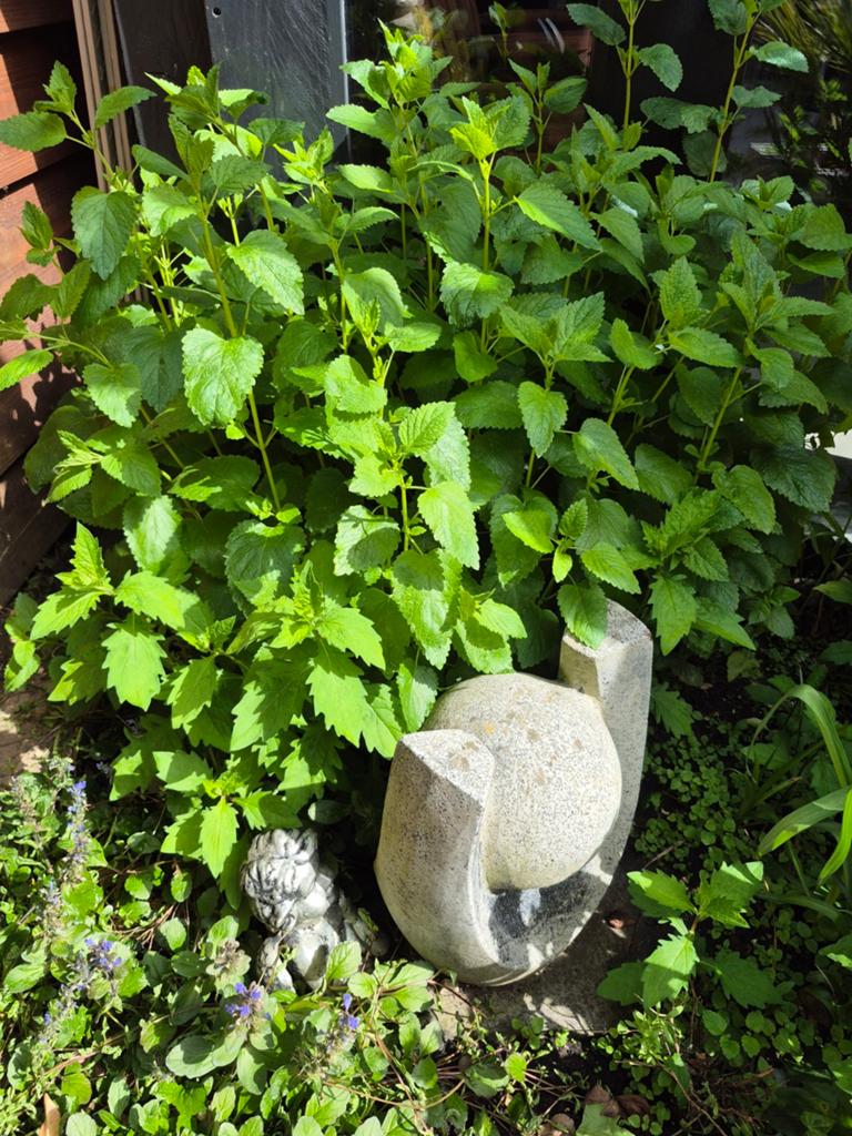 Citroenmelisse, Tuin en Terras, Planten | Tuinplanten, Ophalen, Volle zon