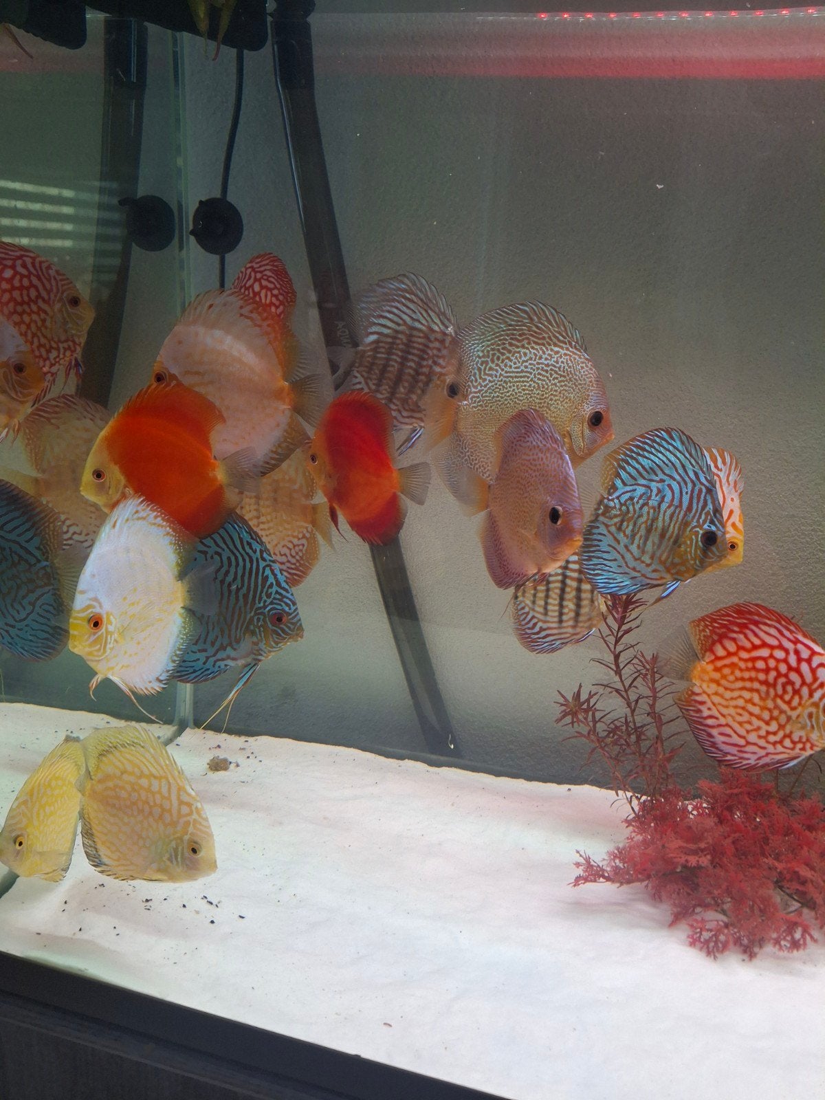 Discus vissen 18 stuks., Dieren en Toebehoren, Vis