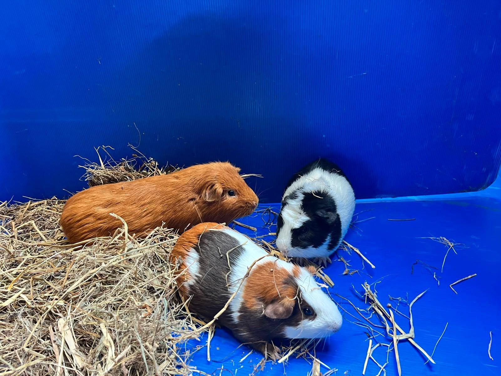 Super lieve cavia beertjes, Cavia, Mannelijk, Mei, Tam