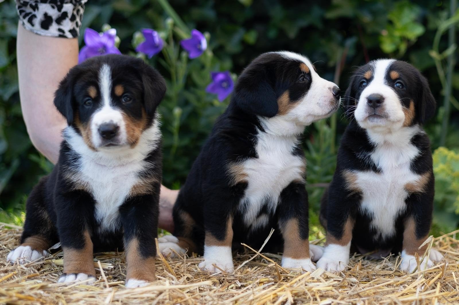 Te koop 6 schattige kruising Berner Sennen pups., Dieren en Toebehoren, 8 tot 15 weken, Meerdere, Meerdere dieren, Nederland