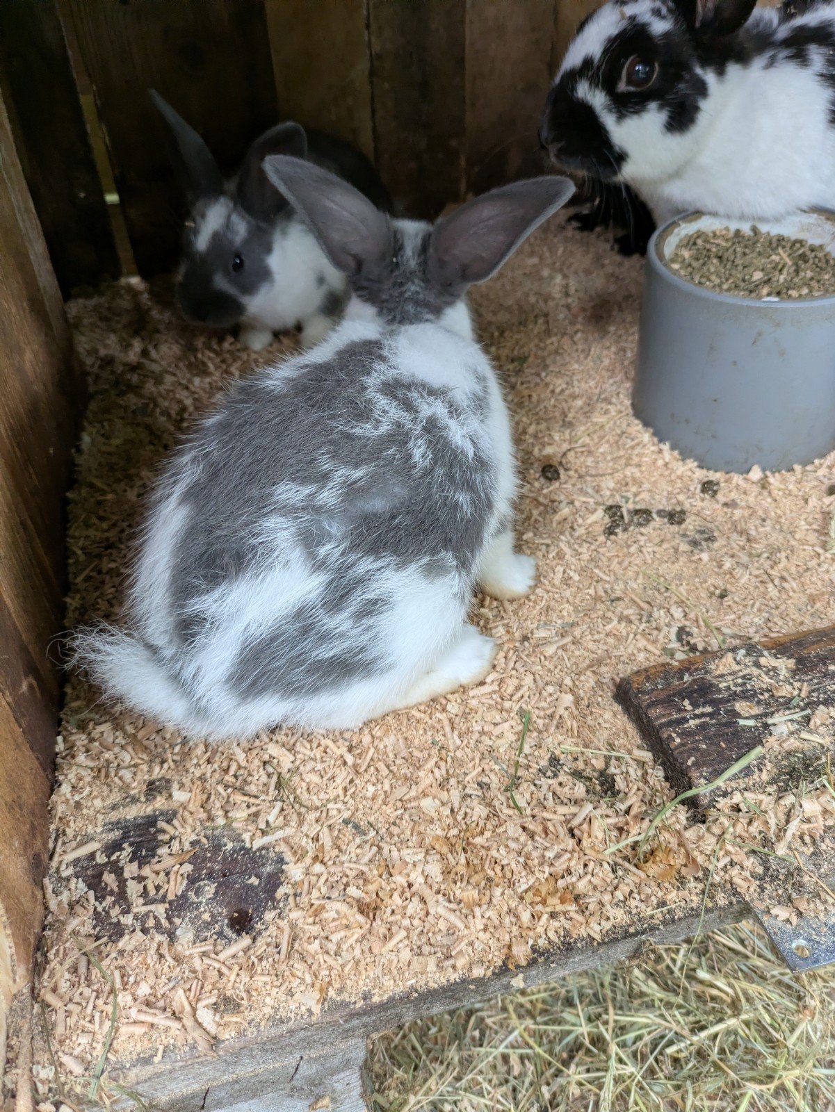 Super schattige konijntjes., Dieren en Toebehoren, Konijnen, Meerdere dieren