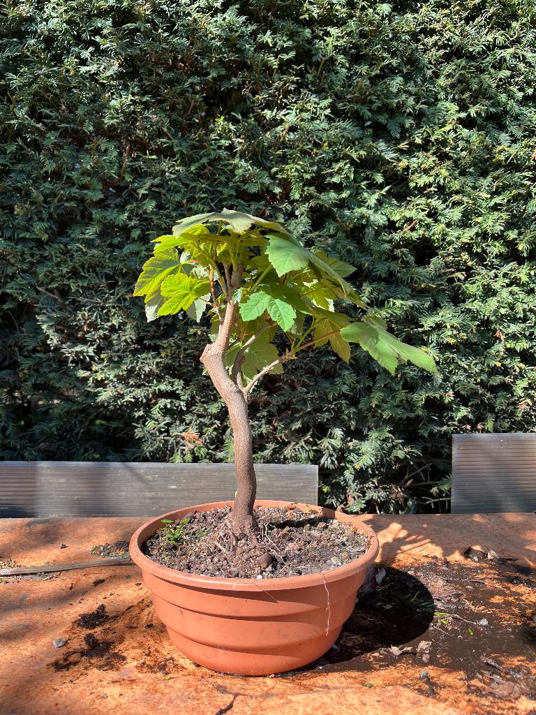 Bonsai starter, acer pseudoplatanus, Bloeit niet, Halfschaduw, Overige soorten, Minder dan 100 cm