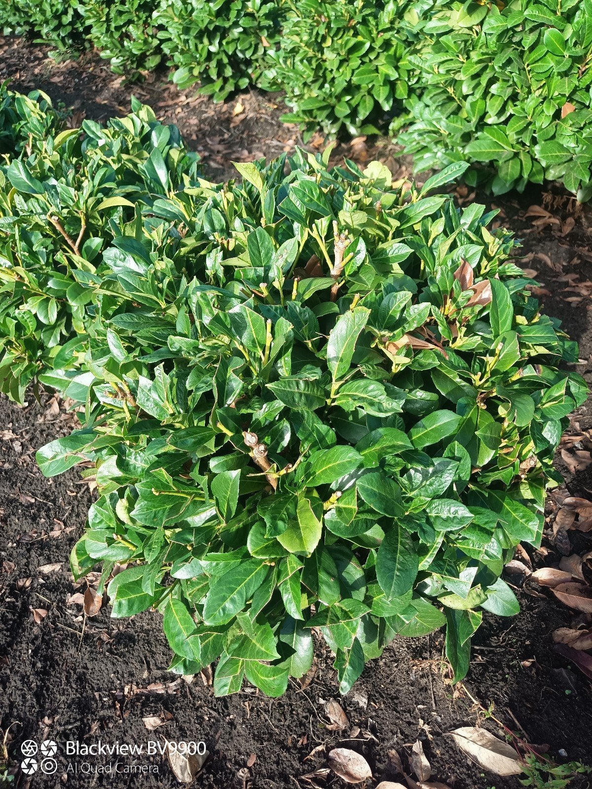 laurier bollen Prunus Etna 40/50 en 50/60cm, Tuin en Terras, Ophalen of Verzenden, Laurier, Struik, 100 tot 250 cm